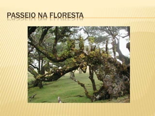 PASSEIO NA FLORESTA
 