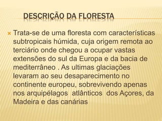 DESCRIÇÃO DA FLORESTA
 Trata-se de uma floresta com características
subtropicais húmida, cuja origem remota ao
terciário onde chegou a ocupar vastas
extensões do sul da Europa e da bacia de
mediterrâneo . As ultimas glaciações
levaram ao seu desaparecimento no
continente europeu, sobrevivendo apenas
nos arquipélagos atlânticos dos Açores, da
Madeira e das canárias
 