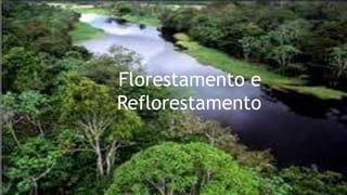 Florestamento e
Reflorestamento
 
