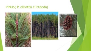 PINUS( P. elliottii e P.taeda)
 