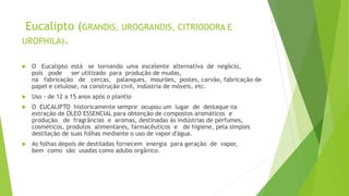 Eucalipto (GRANDIS, UROGRANDIS, CITRIODORA E
UROPHILA).
 O Eucalipto está se tornando uma excelente alternativa de negócio,
pois pode ser utilizado para produção de mudas,
na fabricação de cercas, palanques, mourões, postes, carvão, fabricação de
papel e celulose, na construção civil, indústria de móveis, etc.
 Uso - de 12 a 15 anos após o plantio
 O EUCALIPTO historicamente sempre ocupou um lugar de destaque na
extração de ÓLEO ESSENCIAL para obtenção de compostos aromáticos e
produção de fragrâncias e aromas, destinadas às indústrias de perfumes,
cosméticos, produtos alimentares, farmacêuticos e de higiene, pela simples
destilação de suas folhas mediante o uso de vapor d'água.
 As folhas depois de destiladas fornecem energia para geração de vapor,
bem como são usadas como adubo orgânico.
 
