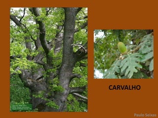Castanheiro (Castanea sativa)Paulo Seixas