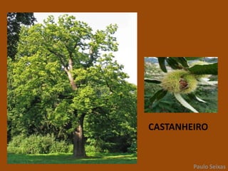 CARVALHOPaulo Seixas