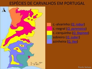 CASTANHEIROPaulo Seixas