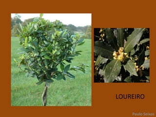 LOUREIROPaulo Seixas