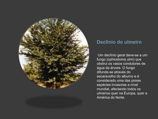 Declínio do ulmeiro Um declínio geral deve-se a um fungo (ophiostoma ulmi) que obstrui os vasos condutores de água da árvore. O fungo difunde-se através do escaravelho do alburno e é considerado uma das piores espécies invasoras a nível mundial, afectando todos os ulmeiros quer na Europa, quer a América do Norte.