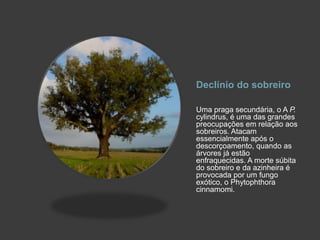 Declínio do sobreiroUma praga secundária, o A P. cylindrus, é uma das grandes preocupações em relação aos sobreiros. Atacam essencialmente após o descorçoamento, quando as árvores já estão enfraquecidas. A morte súbita do sobreiro e da azinheira é provocada por um fungo exótico, o Phytophthora cinnamomi.