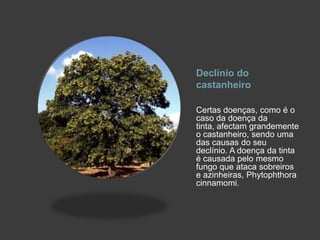 Declínio do castanheiroCertas doenças, como é o caso da doença da tinta, afectam grandemente o castanheiro, sendo uma das causas do seu declínio. A doença da tinta é causada pelo mesmo fungo que ataca sobreiros e azinheiras, Phytophthora cinnamomi.