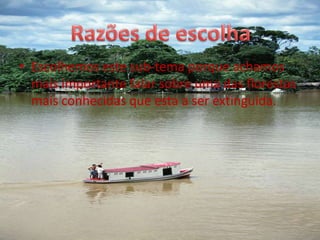 Escolhemos este sub-tema porque achamos mais importante falar sobre uma das florestas mais conhecidas que esta a ser extinguida.Razões de escolha