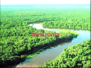 Florestas Amazónia 