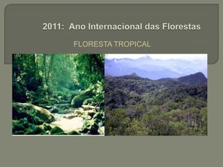 FLORESTA TROPICAL 2011: Ano Internacional das Florestas