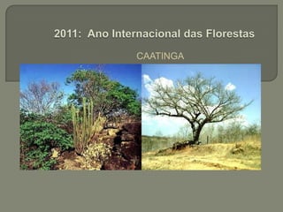 CAATINGA 2011: Ano Internacional das Florestas
