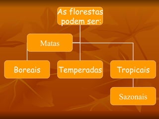 As florestas podem ser: Boreais Temperadas Tropicais Matas Sazonais 