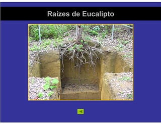 Florestas Comerciais - Sequestro de Carbono e Impactos Ambientais