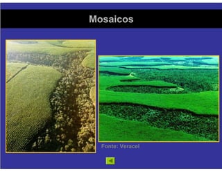Florestas Comerciais - Sequestro de Carbono e Impactos Ambientais