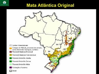 Mata Atlântica Original
 