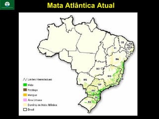 Mata Atlântica Atual
 