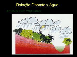 Relação Floresta x Água
Encosta com Vegetação
 