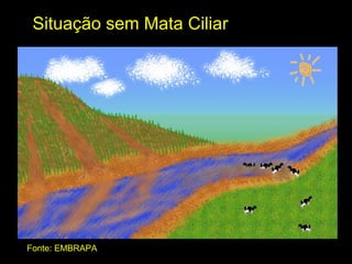Situação sem Mata Ciliar




Fonte: EMBRAPA
 