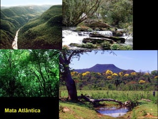 Mata Atlântica
 