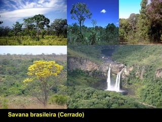 Savana brasileira (Cerrado)
 