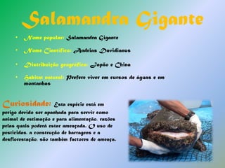 Nome Científico: AndriasDavidianus