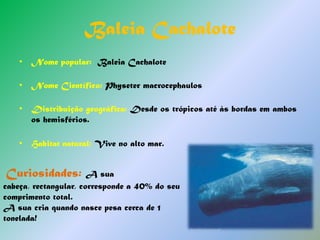 Panda - GiganteNome popular: Panda - GiganteNome Científico: Ailuropoda melanoleucaDistribuição geográfica:  ChinaHabitat natural: Florestas Temperadas MontanhosasCuriosidade: A época de reprodução dá-se na Primavera, quando os machos competem pela fêmea fértil. A gestação é em média de 135 dias. Normalmente nascem um ou dois filhotes. Devido à natureza frágil e delicada dos ursinhos, a mãe-panda opta por criar um único filhote. O filhote rejeitado é abandonado à morte.