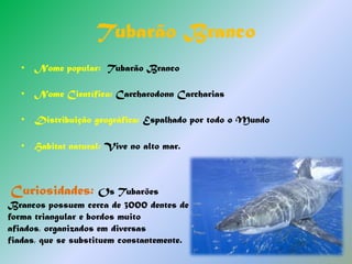 Lince - IbéricoNome popular: Lince-IbéricoNome Científico: Lynx pardinus Distribuição geográfica: Portugal e Espanha.Habitat natural: Tem como habitats preferenciais os bosques e matagais mediterrânicos onde procura abrigo. Curiosidade: Apenas existem cerca de cem linces ibéricos em liberdade em toda a Península Ibérica. Aparentemente encontra-se extinto em Portugal. É conhecido por Gato - Fantasma