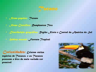 Baleia CachaloteNome popular:  Baleia CachaloteNome Científico: Physeter macrocephaulos  Distribuição geográfica: Desde os trópicos até às bordas em ambos os hemisférios.Habitat natural: Vive no alto mar.Curiosidades: A sua cabeça, rectangular, corresponde a 40% do seu comprimento total.A sua cria quando nasce pesa cerca de 1 tonelada!