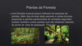 FLORESTAS SUBTROPICAIS E SAVANAS