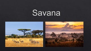 FLORESTAS SUBTROPICAIS E SAVANAS