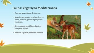 Fauna: Vegetação Mediterrânea
• Enorme quantidade de insetos.
• Mamíferos: veados, coelhos, lebres,
lobos, raposas, javalis e pequenos
roedores.
• Aves: corvos, tentilhões, águias,
corujas e falcões.
• Répteis: lagartos, cobras e víboras.
 