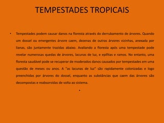TEMPESTADES TROPICAIS

•   Tempestades podem causar danos na floresta através do derrubamento de árvores. Quando
    um dossel ou emergentes árvore caem, dezenas de outras árvores vizinhas, anexada por
    lianas, são juntamente trazidas abaixo. Avaliando a floresta após uma tempestade pode
    revelar numerosas quedas de árvores, lacunas de luz, e epífitas e ramos. No entanto, uma
    floresta saudável pode se recuperar de moderados danos causados por tempestades em uma
    questão de meses ou anos. A "as lacunas de luz" são rapidamente colonizadas e logo
    preenchidas por árvores do dossel, enquanto as substâncias que caem das árvores são
    decompostas e reabsorvidas de volta ao sistema.

                                            •
 