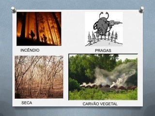 INCÊNDIO       PRAGAS




SECA       CARVÃO VEGETAL
 