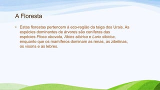 A Floresta
• Estas florestas pertencem à eco-região da taiga dos Urais. As
  espécies dominantes de árvores são coníferas das
  espécies Picea obovata, Abies sibirica e Larix sibirica,
  enquanto que os mamíferos dominam as renas, as zibelinas,
  os visons e as lebres.
 