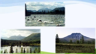 Florestas virgens de komi