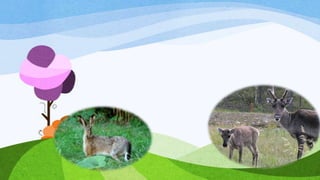 Florestas virgens de komi