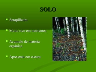 SOLO
   Serapilheira

   Muito rico em nutrientes

   Acumulo de matéria
    orgânica

   Apresenta cor escura
 