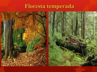 Floresta temperada
 