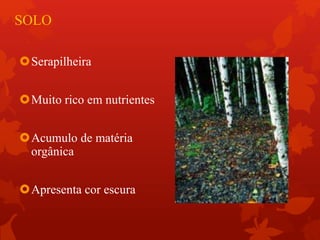 SOLO
Serapilheira
Muito rico em nutrientes
Acumulo de matéria
orgânica
Apresenta cor escura
 