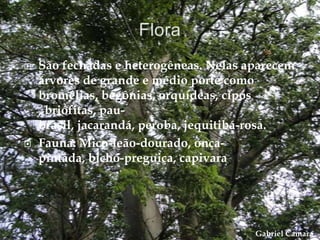    São fechadas e heterogêneas. Nelas aparecem
    árvores de grande e médio porte como
    bromélias, begônias, orquídeas, cipós
    , briófitas, pau-
    brasil, jacarandá, peroba, jequitibá-rosa.
   Fauna: Mico-leão-dourado, onça-
    pintada, bicho-preguiça, capivara




                                        Gabriel Camara
 