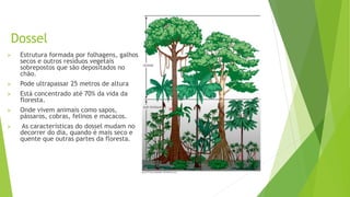 Dossel
 Estrutura formada por folhagens, galhos
secos e outros resíduos vegetais
sobrepostos que são depositados no
chão.
 Pode ultrapassar 25 metros de altura
 Está concentrado até 70% da vida da
floresta.
 Onde vivem animais como sapos,
pássaros, cobras, felinos e macacos.
 As características do dossel mudam no
decorrer do dia, quando é mais seco e
quente que outras partes da floresta.
 