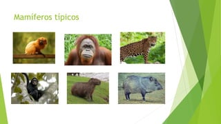 Mamíferos típicos
 