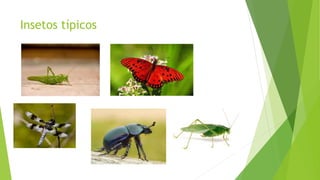 Insetos típicos
 