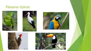 Pássaros típicos
 