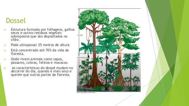 FLORESTAS TROPICAIS