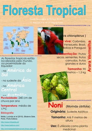 Floresta TropicalEscola Secundária de Bocage 2010/11 C. Naturais 7º A Nº 27 Thayná FuriniIn; http://s3.amazonaws.com/readers/scienceray/2008/07/27/238861_11.jpg(Ara chloropterus )Onde vive:Colômbia, Venezuela, Brasil, Bolívia e ParaguaiAlimentação: Frutos secos, sementes, frutos carnudos, frutos grandes e durosTamanho:90 centímetros – 1,5 kgArara VermelhaIn: http://www.ecologiaonline.com/wp-content/uploads/2008/11/florestas.jpgAs florestas tropicais estão localizadas pelo mundo, na proximidade do Equador: na América do Sul- no sudeste da Ásia na América Central- na Austrália,- na África CentralPluviosidade:240 cm de chuva por anoTemperatura: média de 17ºCIn:http://www.fazendacitra.com.br/site/images/stories/plantas_mes/Morinda%20citrifolia%204.JPGNoni(Morinda citrifolia)Originária:Sudeste AsiáticoTamanho: Até 9 metros de alturaUso: É utilizada como planta medicinalBibliografia:Motta, Lucinda et al (2010). Bioterra Sete. Porto. Porto Editorahttp://www.infopedia.pt/http://www.badoca.com/http://animaiseplantastropicais.blogs.sapo.pt/