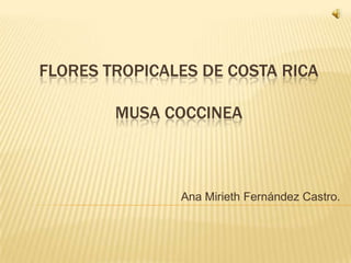 FLORES TROPICALES DE COSTA RICA

        MUSA COCCINEA



               Ana Mirieth Fernández Castro.
 
