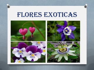 Flores Exoticas
 