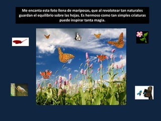 Me encanta esta foto llena de mariposas, que al revolotear tan naturales
guardan el equilibrio sobre las hojas. Es hermoso como tan simples criaturas
                         puede inspirar tanta magia.
 